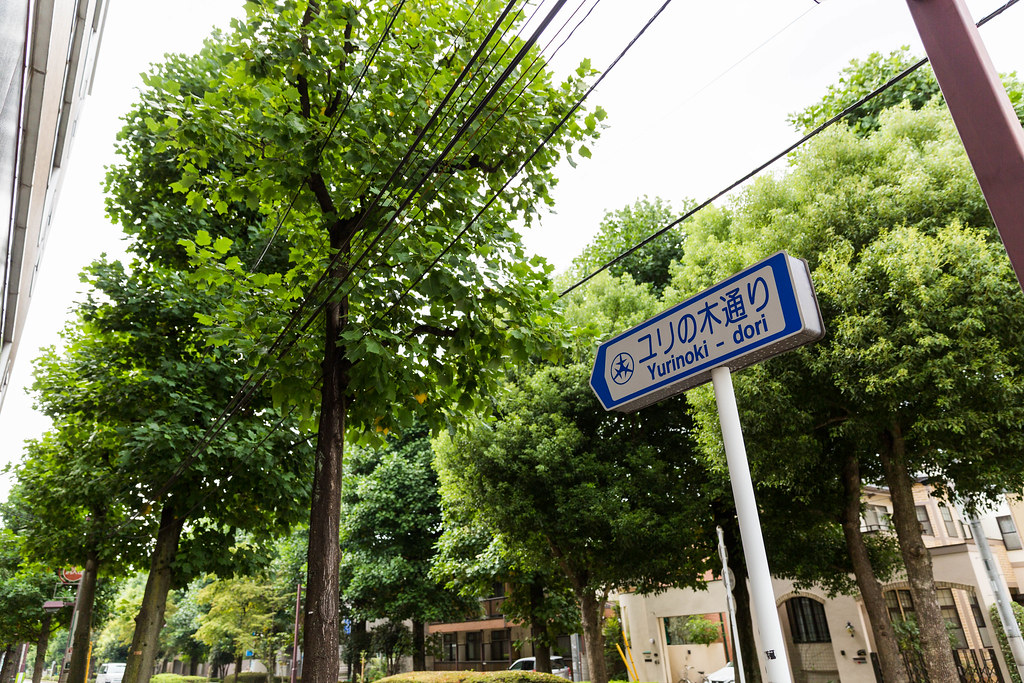 線路沿いから続くユリの木通り