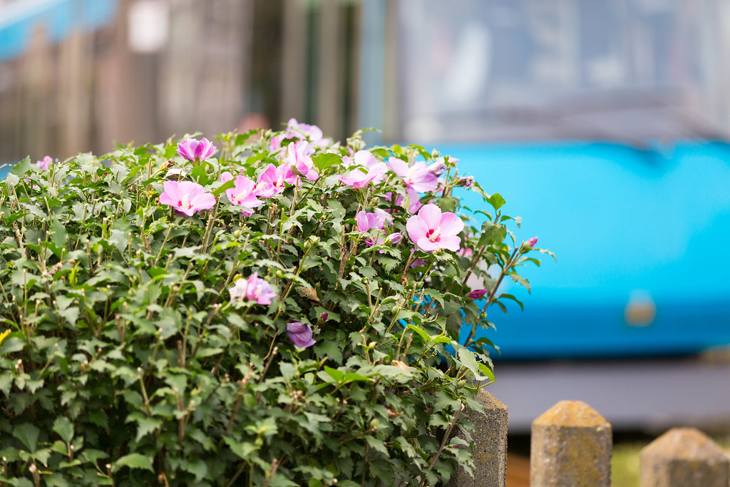 【EOS 5D MarkⅢ】花の向こうの世田谷線