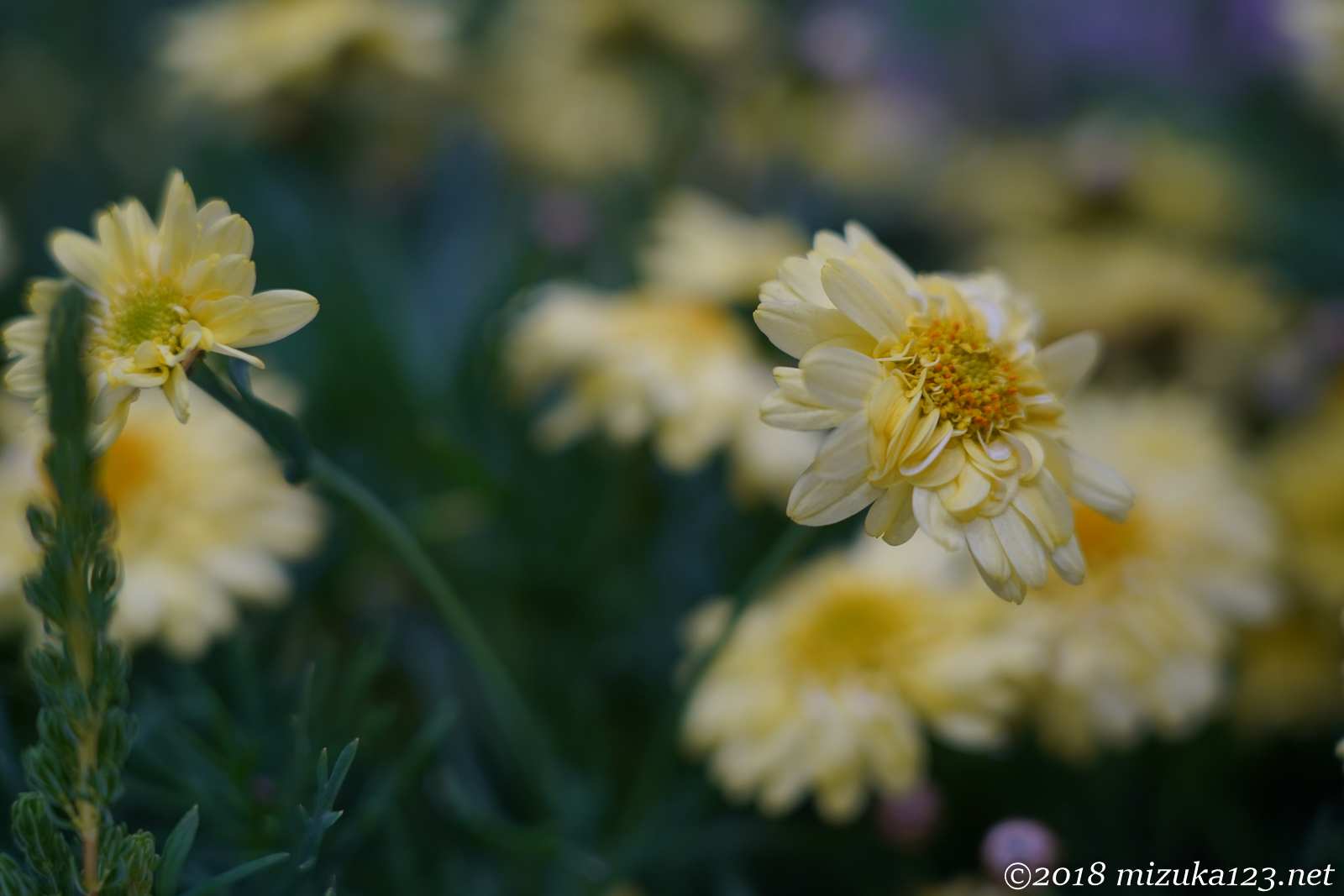 ILCE-7M3 - FE 24-105mm F4 G OSS - 1/125 秒 (f / 4.0) - ISO 200