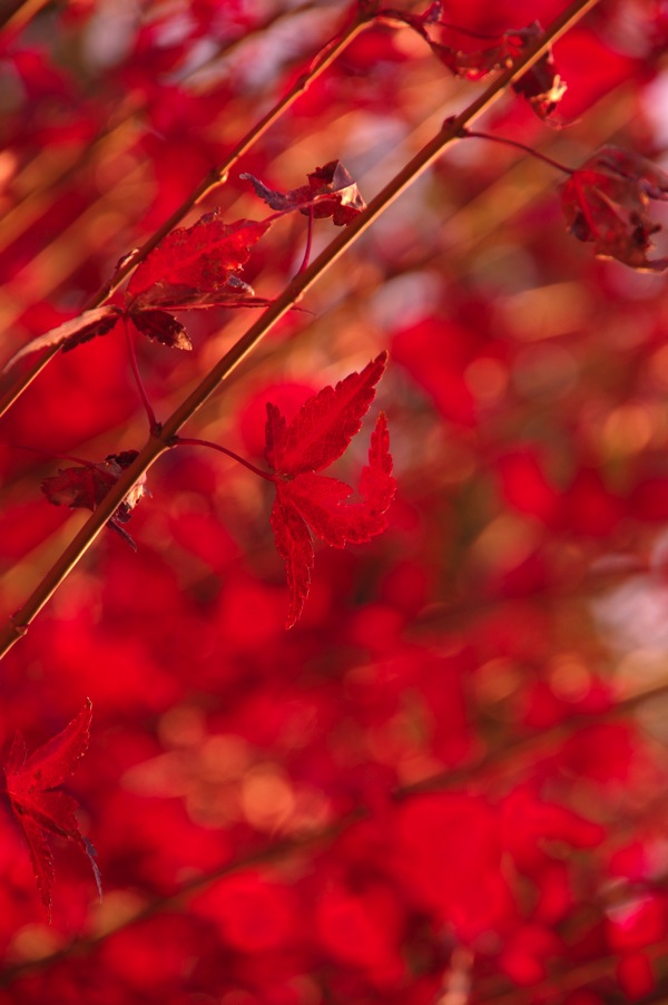 IMGP0802.jpg IMGP0802