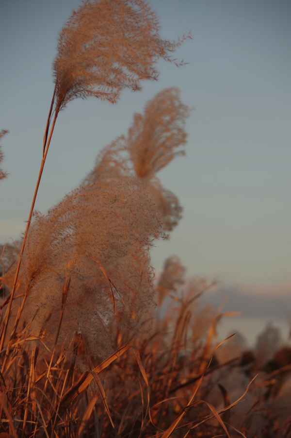 IMGP0807.jpg IMGP0807